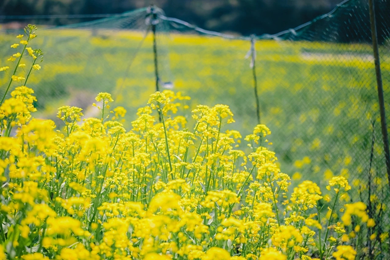 压缩过的筱村02 压缩过的筱村02